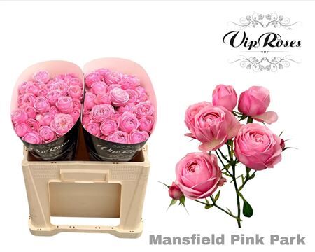 R Tr Pink Mansfi Park