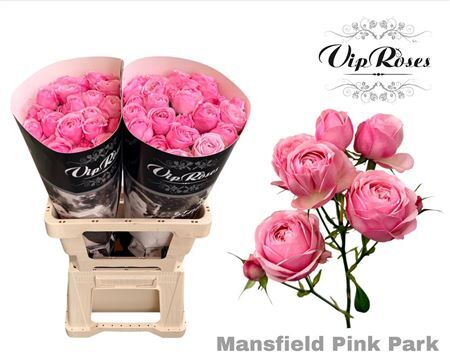 R Tr Pink Mansfi Park