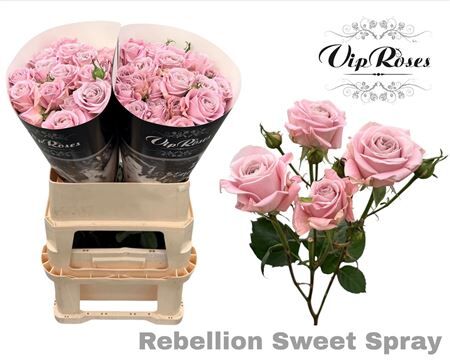 R Tr Rebellion Sweet