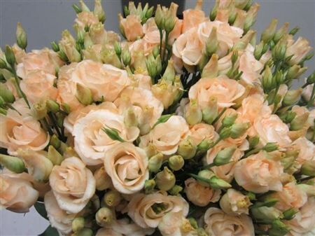 Eust G Rosi G Sweet Zalm