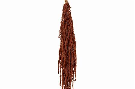Pres Amaranthus Caud Brown Bunch