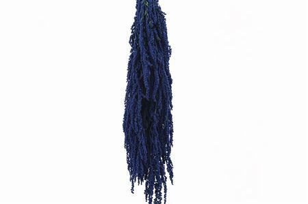 Pres Amaranthus Caud Dark Blue Bunch