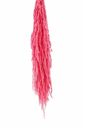Pres Amaranthus Caud Lightpink Bunch