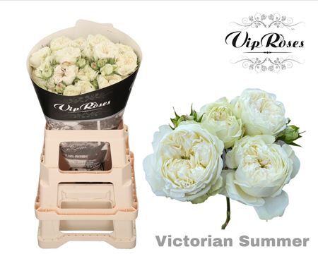 R Tr Victorian Summer