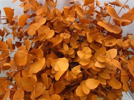 Euc Cinerea Oranje