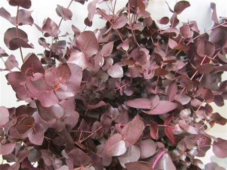 Euc Cinerea Aubergine