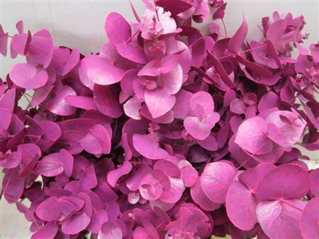 Euc Cinerea Cerise