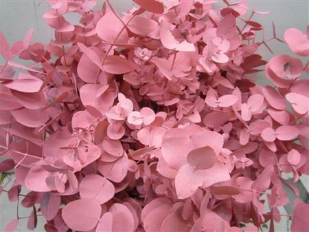 Euc Cinerea Rose