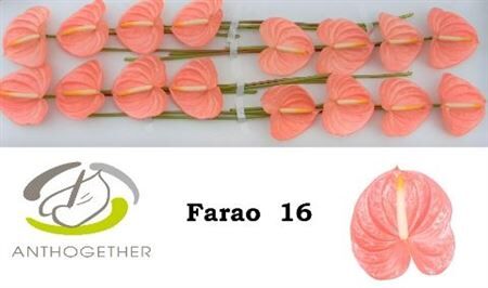 Anth A Farao 16
