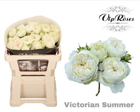 R Tr Victorian Summer