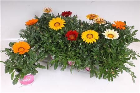 Gazania Rigens Gemengd Bigkiss