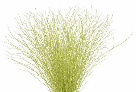 Berk 70cm Creme Pbs