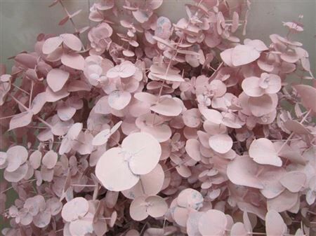Euc Cinerea Licht Rose