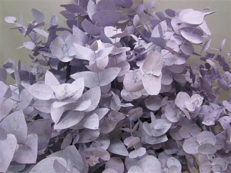 Euc Cinerea Licht Milka