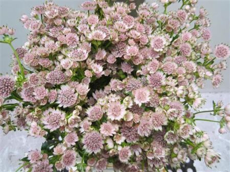 Astrantia Billion Sweet Rose