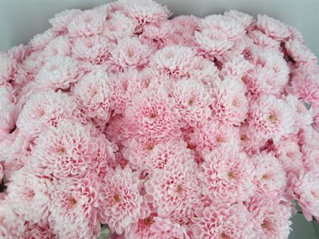 Chr T Altaj Pastel Pink