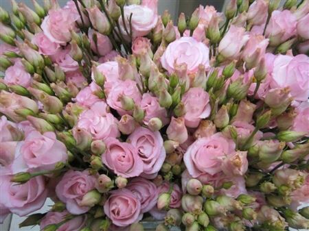 Eust G Rosi G Sweet Rose