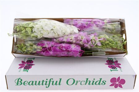 Dendro Pastel Color Mix X40