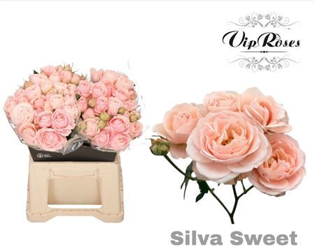 R Tr Silva Sweet+