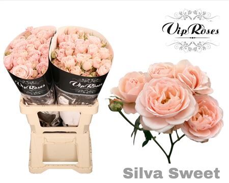R Tr Silva Sweet+