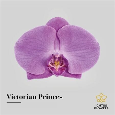 Phal Victorian Princess Bloem 25 Bloemen