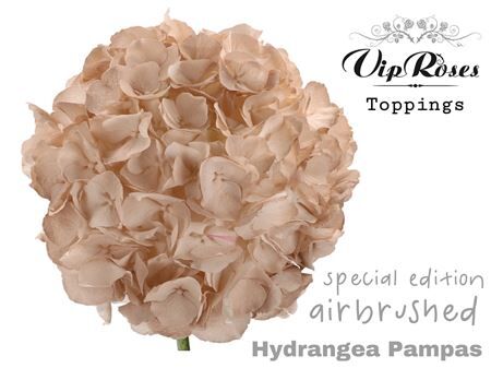 Hydr M Pampas 60 Cm