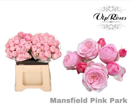 R Tr Pink Mansfi Park X20