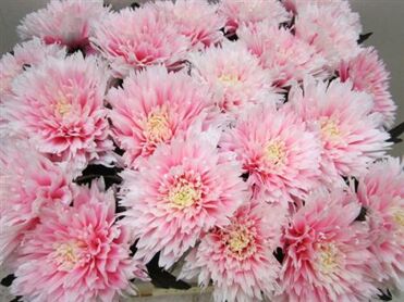 Chr G Undercover Pastel Pink