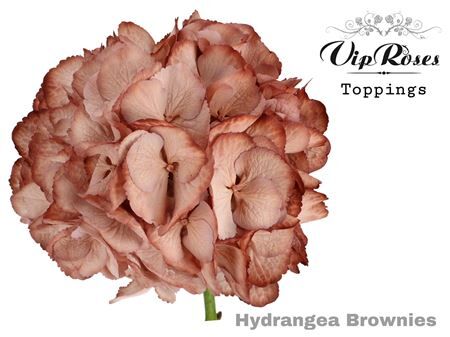 Hydr M Brownies 60 Cm