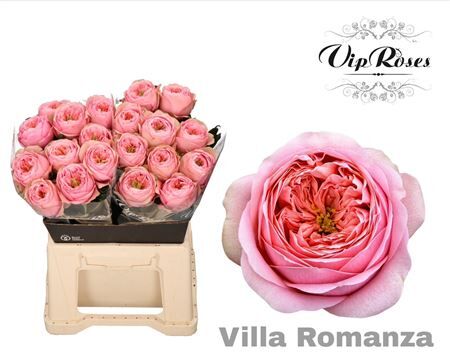 R Gr Villa Romanza