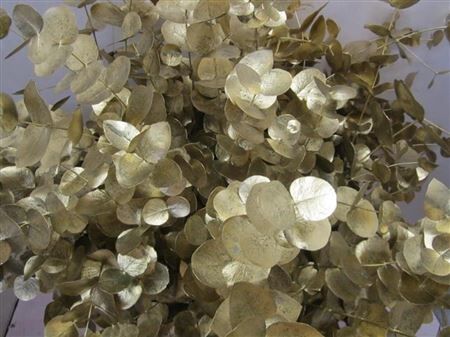 Euc Cinerea Goud