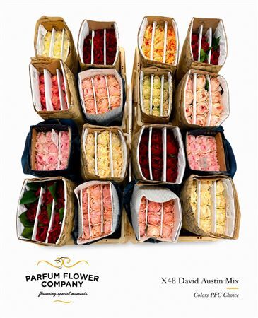 Rosa David Austin Mix