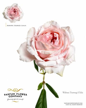Rosa A Wabara Tsumugi Ulala
