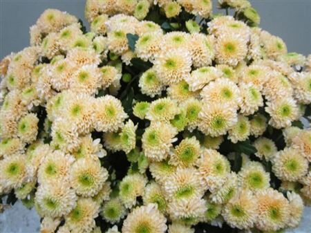 Chr San Ferry Sweet Zalm