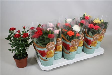 Rosa P10 Fav Ro Gem