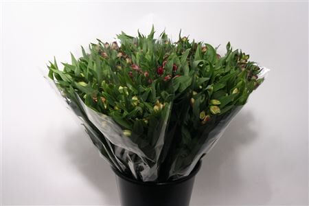 Mono Alstroemeria Ass X 10