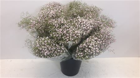Mono Gyps Roze X5 Hollands