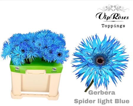Ge Gs Spider Light Blue