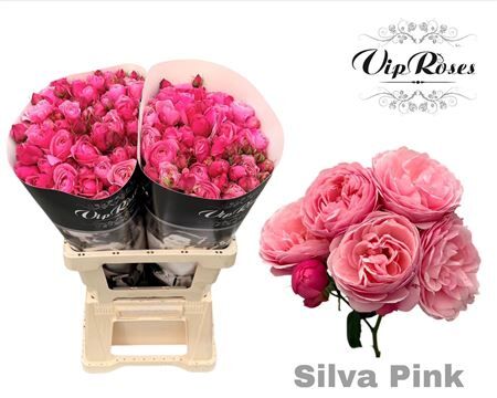 R Tr Silva Pink+ Vip