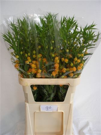 Sandersonia