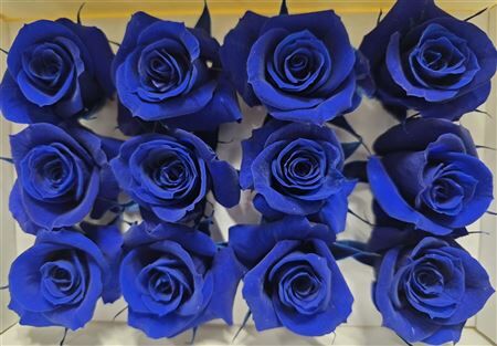 Ro Pres Mini Blue