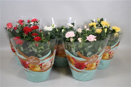 Rosa P20 Fav Ro Gem