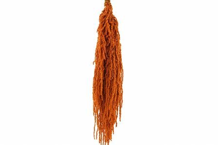 Pres Amaranthus Caud Cognac Bunch