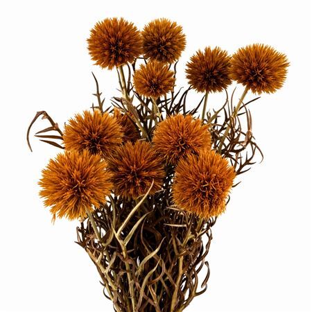 Pres Echinops 10pc Orange Bunch
