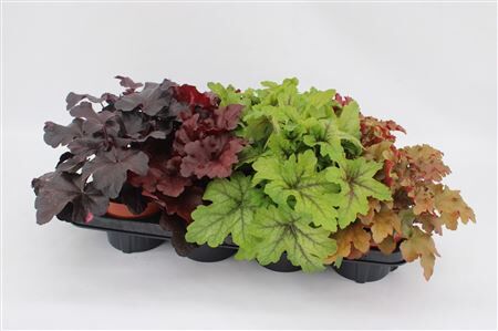 Heuchera Gemengd