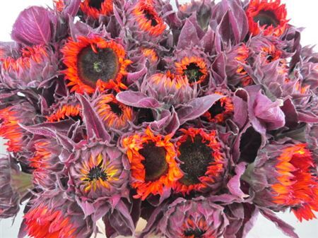 Helianthus Fireball