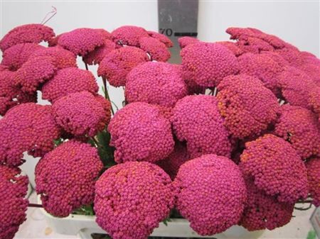 Achillia Cerise