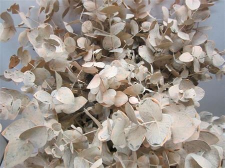Euc Cinerea Zalm