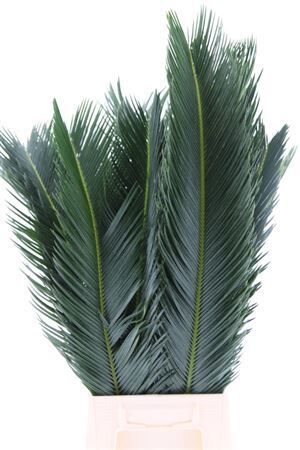 Cycas Revoluta