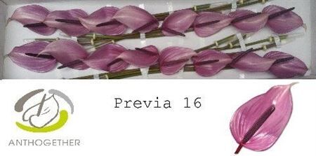 Anth A Previa 16